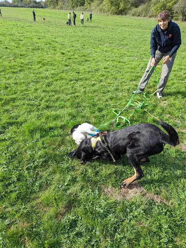 l'Odyssée Canine - Éducateur Canin