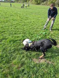 l'Odyssée Canine - Éducateur Canin