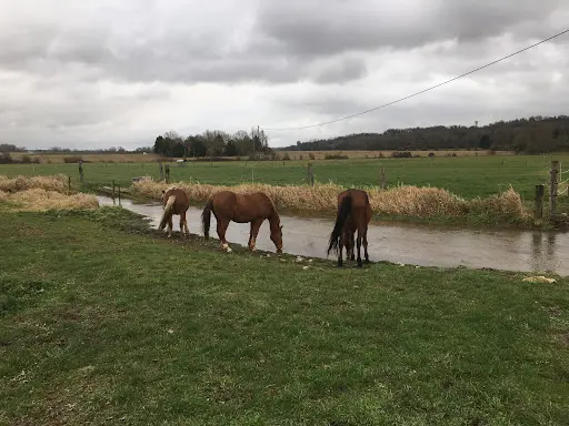 Haras de Neuvillette - Pension Chevaux