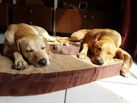 Sans Fil O Pattes - Éducateur Canin Comportementaliste