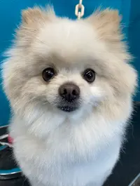 Dog Store
