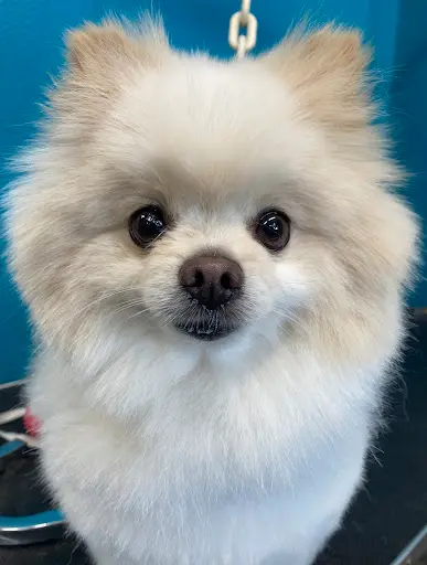 Dog Store
