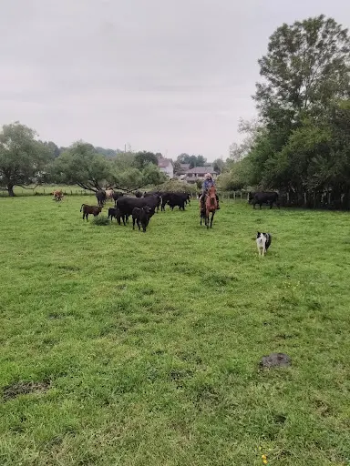 Working Ranch - Westernreiten Jura