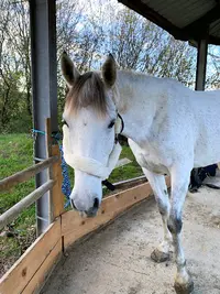 Flourens Equitation