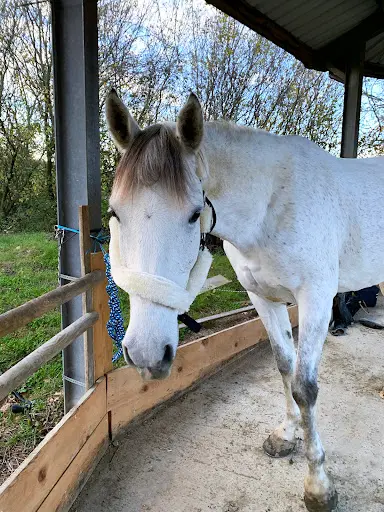 Flourens Equitation