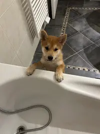 Elevage de Shiba Inu Temple-okami