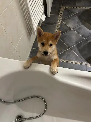 Elevage de Shiba Inu Temple-okami