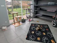 Au Chat Dodo