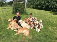 Hareswith Golden Retrievers