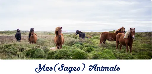 Messages Animals