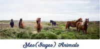Messages Animals