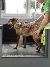 Dog Wash Canidelite
