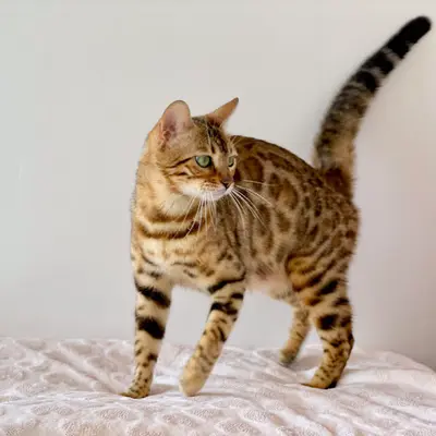 Domaine de Jade - Elevage de Chats Bengal et British