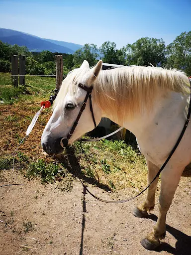 Cheval Loisirs Promenades ...