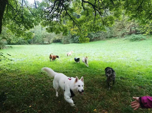 La Main Dans la Patte Éducateur Canin Comportementaliste À Grenoble