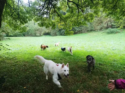 La Main Dans la Patte Éducateur Canin Comportementaliste À Grenoble