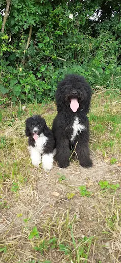 Elevage Familial de Caniche Autre Couleur du Royaume de Laurel et Hardy