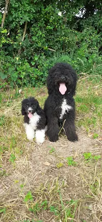 Elevage Familial de Caniche Autre Couleur du Royaume de Laurel et Hardy