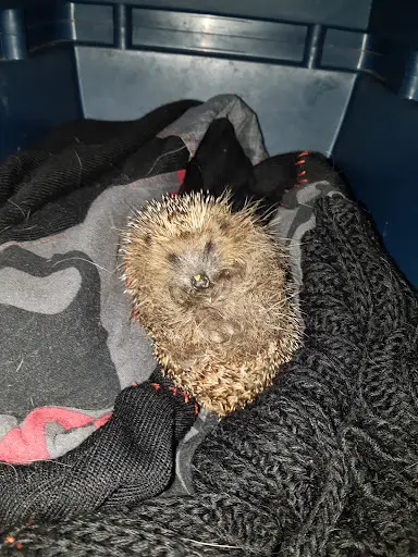Union Nationale Centre de Sauvegarde