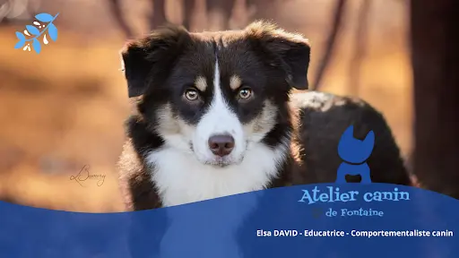 Atelier Canin de Fontaine