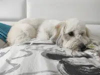 Abracadachien