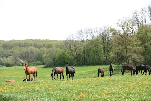 Haras Mansolein