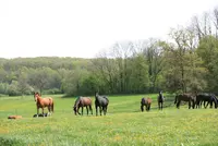 Haras Mansolein