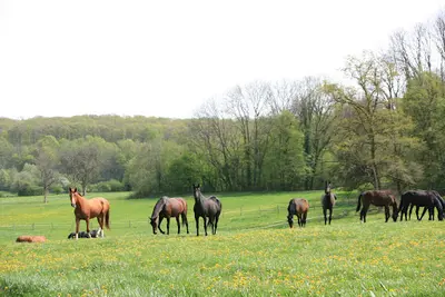 Haras Mansolein