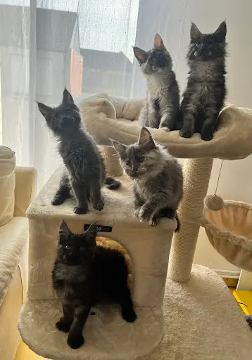 Chatterie du Diamant de Tabasco