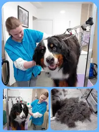 Au Chien Beauté ! Chat Alors...