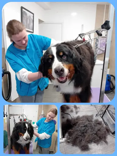 Au Chien Beauté ! Chat Alors...