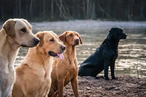 Labrador Lignée de Travail et Chasse, Golden Retriever - Masters Of Water
