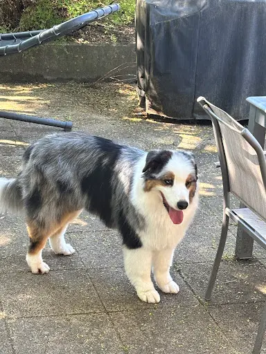 Pat À Chiens