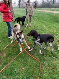 Dog Master Class - Educateur Canin À Fontenay le Comte