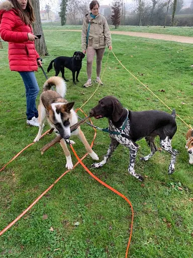 Dog Master Class - Educateur Canin À Fontenay le Comte