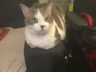 Les Chats du Cèdre
