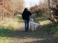 Mouv Dogs