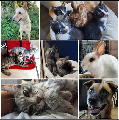 Association Truffes en Detresse - Rambouillet ( Adopter Un Chat/chien/lapin)