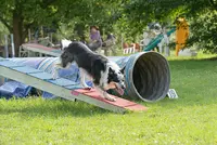 Education Canine Happy Dog