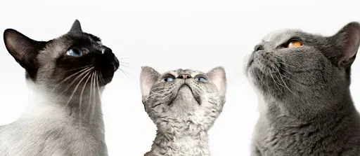 Les Amis des Chats du Val de Marne
