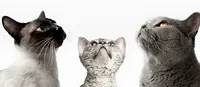 Les Amis des Chats du Val de Marne