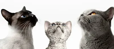 Les Amis des Chats du Val de Marne