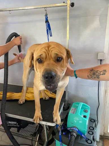 Beauty Dog