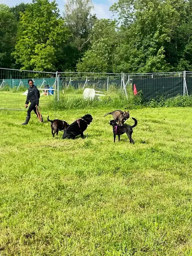 Paws Academy