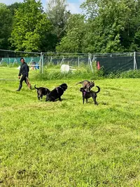 Paws Academy