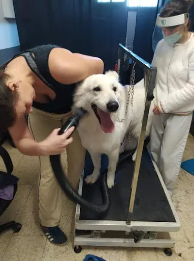 Love Dog Toilettage