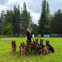 Elevage de la Tribu des Plaines, Elevage de Berger Allemand Chiots Lof À Poils Courts et Longs
