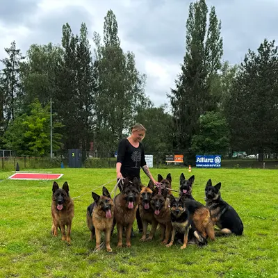 Elevage de la Tribu des Plaines, Elevage de Berger Allemand Chiots Lof À Poils Courts et Longs