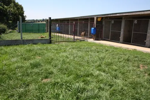 Cepj - Centre Toilettage & Pension Chien Josselin