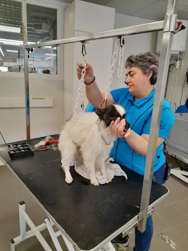 Salon de Toilettage Canin Point Vert Josselin